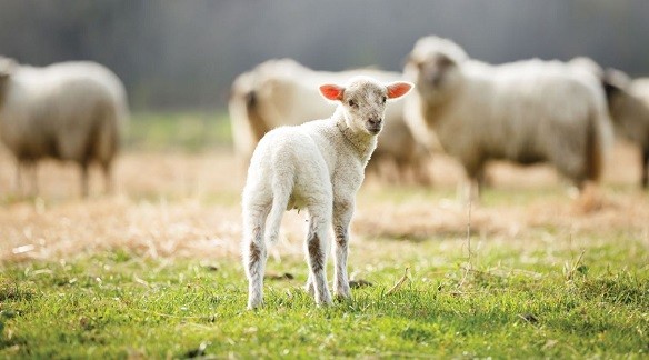 A winter-born lamb stands in front of a group of ewes.